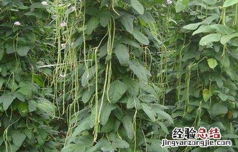 豆角落花落荚怎么办 豆角落花落荚怎么办能吃吗