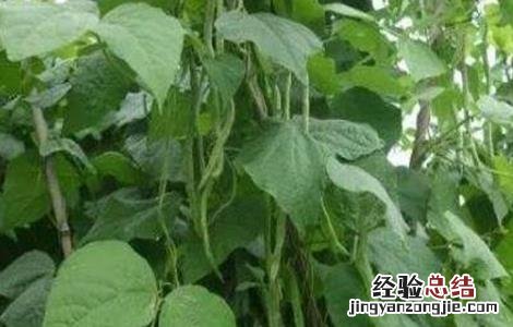 豆角落花落荚怎么办 豆角落花落荚怎么办能吃吗