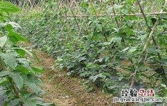 豆角落花落荚怎么办 豆角落花落荚怎么办能吃吗
