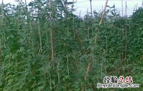 豆角落花落荚怎么办 豆角落花落荚怎么办能吃吗