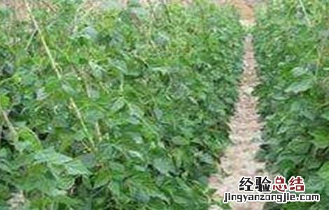 豆角落花落荚怎么办 豆角落花落荚怎么办能吃吗