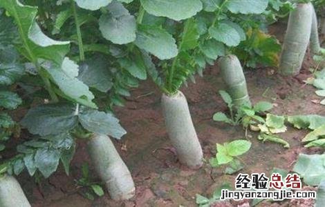 青萝卜的种植方法和视频 青萝卜的种植方法