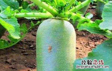 青萝卜的种植方法和视频 青萝卜的种植方法