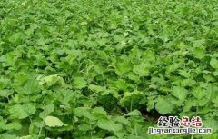 青萝卜的种植方法和视频 青萝卜的种植方法
