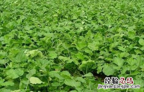 青萝卜的种植方法和视频 青萝卜的种植方法