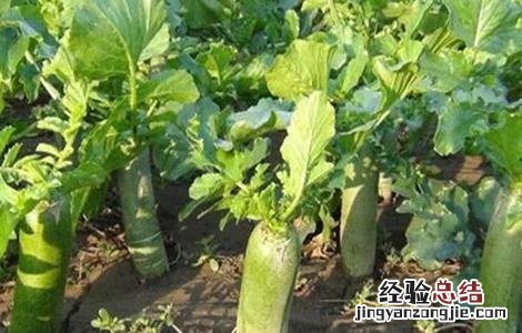青萝卜的种植方法和视频 青萝卜的种植方法