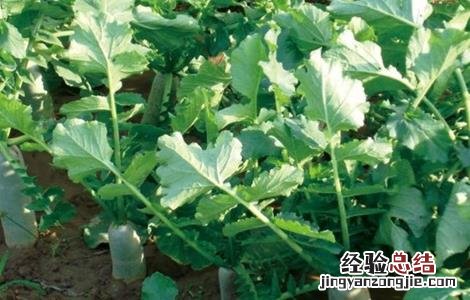 青萝卜的种植方法和视频 青萝卜的种植方法