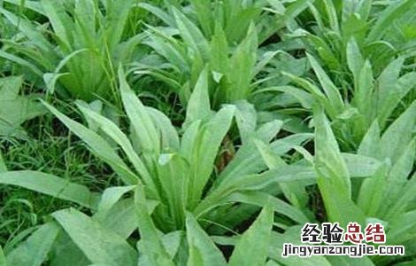 苦麻菜的种植方法 苦麻菜怎么种植法
