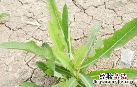 苦麻菜的种植方法 苦麻菜怎么种植法