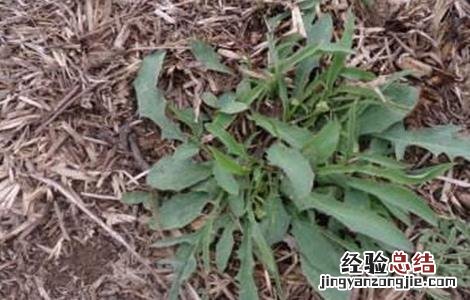 苦麻菜的种植方法 苦麻菜怎么种植法