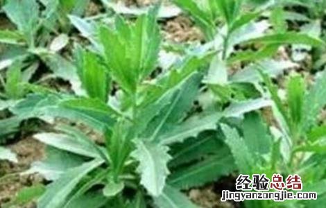 苦麻菜的种植方法 苦麻菜怎么种植法