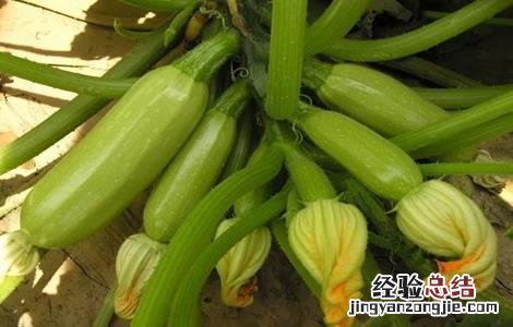 西葫芦田间管理技术用什么除草剂 西葫芦田间管理技术