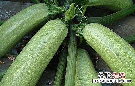 西葫芦田间管理技术用什么除草剂 西葫芦田间管理技术