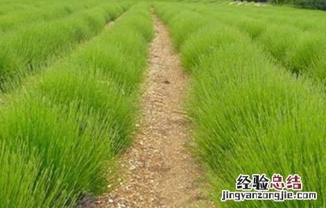 芦笋的施肥技术 芦笋的施肥技术视频