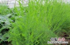 芦笋的施肥技术 芦笋的施肥技术视频