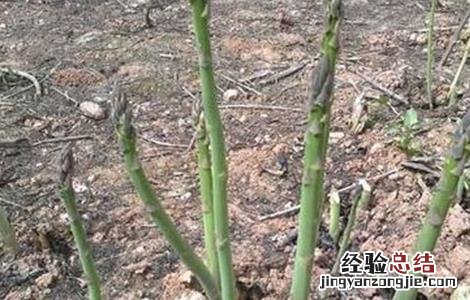 芦笋的施肥技术 芦笋的施肥技术视频