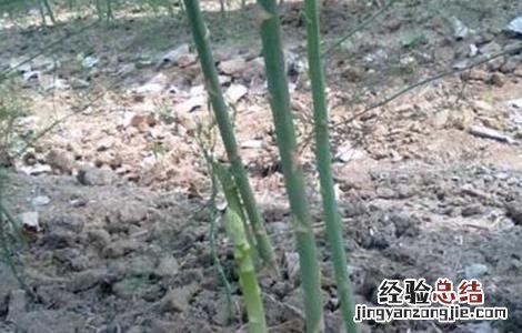 芦笋的施肥技术 芦笋的施肥技术视频