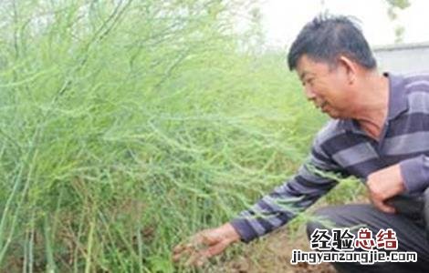 芦笋的施肥技术 芦笋的施肥技术视频