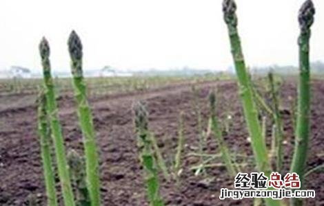 芦笋的浸种催芽方法视频 芦笋的浸种催芽方法