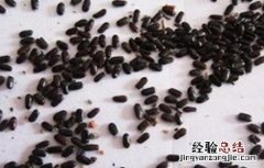 芦笋的浸种催芽方法视频 芦笋的浸种催芽方法
