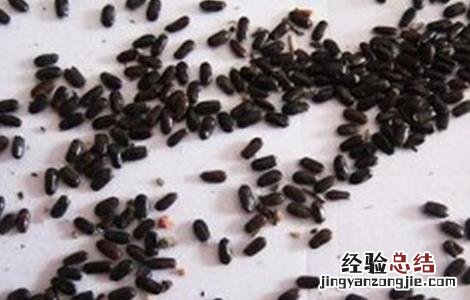 芦笋的浸种催芽方法视频 芦笋的浸种催芽方法