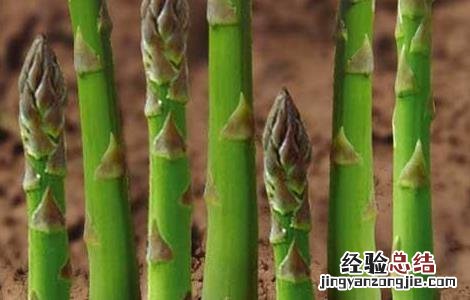 芦笋的浸种催芽方法视频 芦笋的浸种催芽方法