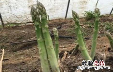 芦笋的浸种催芽方法视频 芦笋的浸种催芽方法