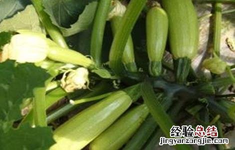 西葫芦常见病虫害防治 西葫芦的病虫害防治方法