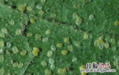西葫芦常见病虫害防治 西葫芦的病虫害防治方法