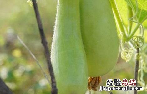 西葫芦畸形果的原因 西葫芦畸形瓜的原因及防治方法