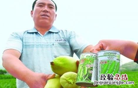西葫芦畸形果的原因 西葫芦畸形瓜的原因及防治方法
