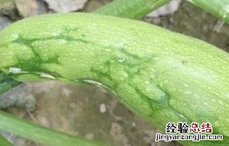 西葫芦畸形果的原因 西葫芦畸形瓜的原因及防治方法