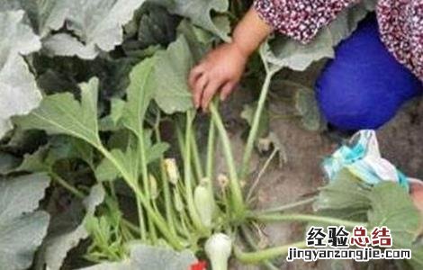 西葫芦畸形果的原因 西葫芦畸形瓜的原因及防治方法