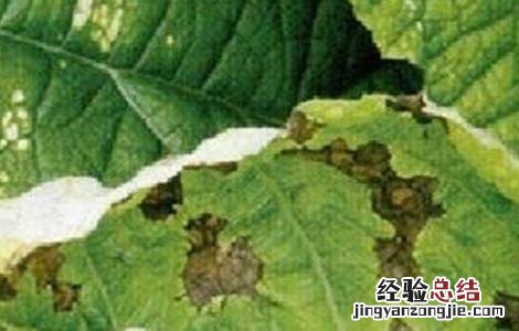 请问牛蒡根治什么病 牛蒡病虫害的防治方法
