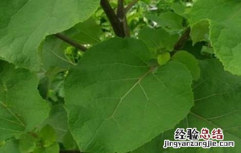 请问牛蒡根治什么病 牛蒡病虫害的防治方法
