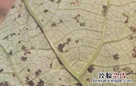 请问牛蒡根治什么病 牛蒡病虫害的防治方法