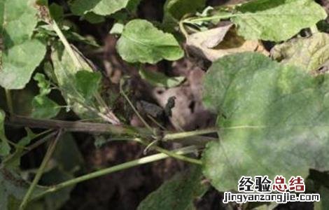 请问牛蒡根治什么病 牛蒡病虫害的防治方法
