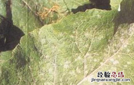 请问牛蒡根治什么病 牛蒡病虫害的防治方法