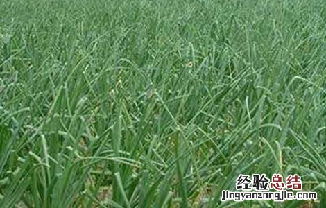 洋葱先期抽薹的原因和防止措施 洋葱抽薹的预防措施