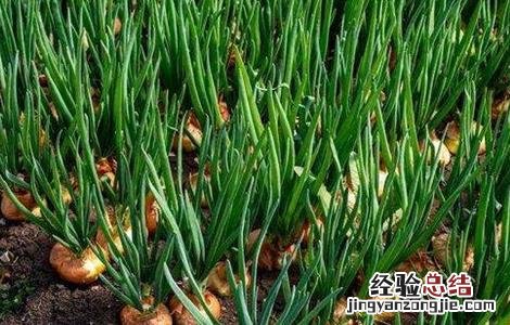 洋葱先期抽薹的原因和防止措施 洋葱抽薹的预防措施