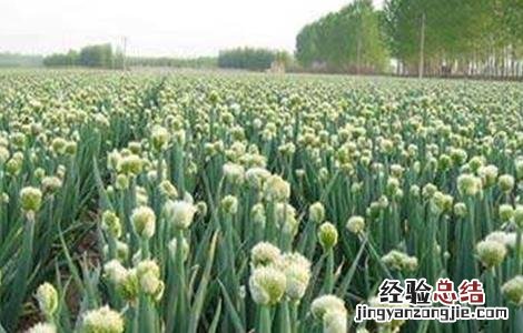 洋葱先期抽薹的原因和防止措施 洋葱抽薹的预防措施