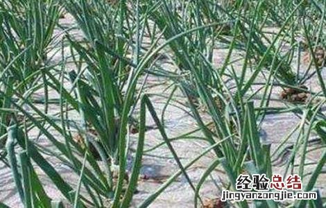洋葱先期抽薹的原因和防止措施 洋葱抽薹的预防措施