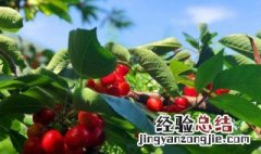 车厘子适合什么样的气候种植 车厘子适合什么样的气候