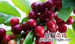大红灯樱桃适合南方种植吗 红灯大樱桃开花时间