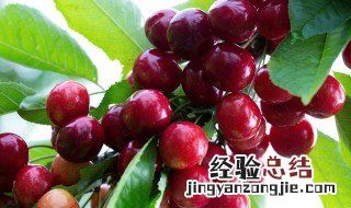 大红灯樱桃适合南方种植吗 红灯大樱桃开花时间