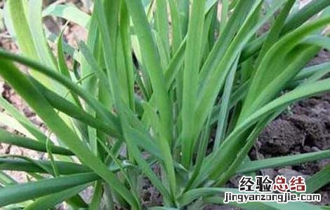 如何提高韭菜种子发芽率 如何提高韭菜种子发芽率视频