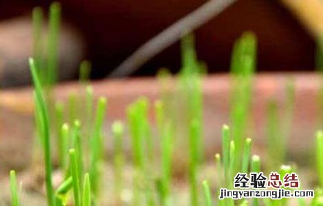 如何提高韭菜种子发芽率 如何提高韭菜种子发芽率视频