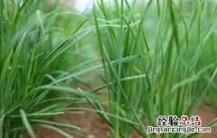 如何提高韭菜种子发芽率 如何提高韭菜种子发芽率视频