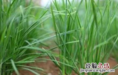 如何提高韭菜种子发芽率 如何提高韭菜种子发芽率视频