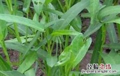 空心菜如何繁殖 空心菜如何育种